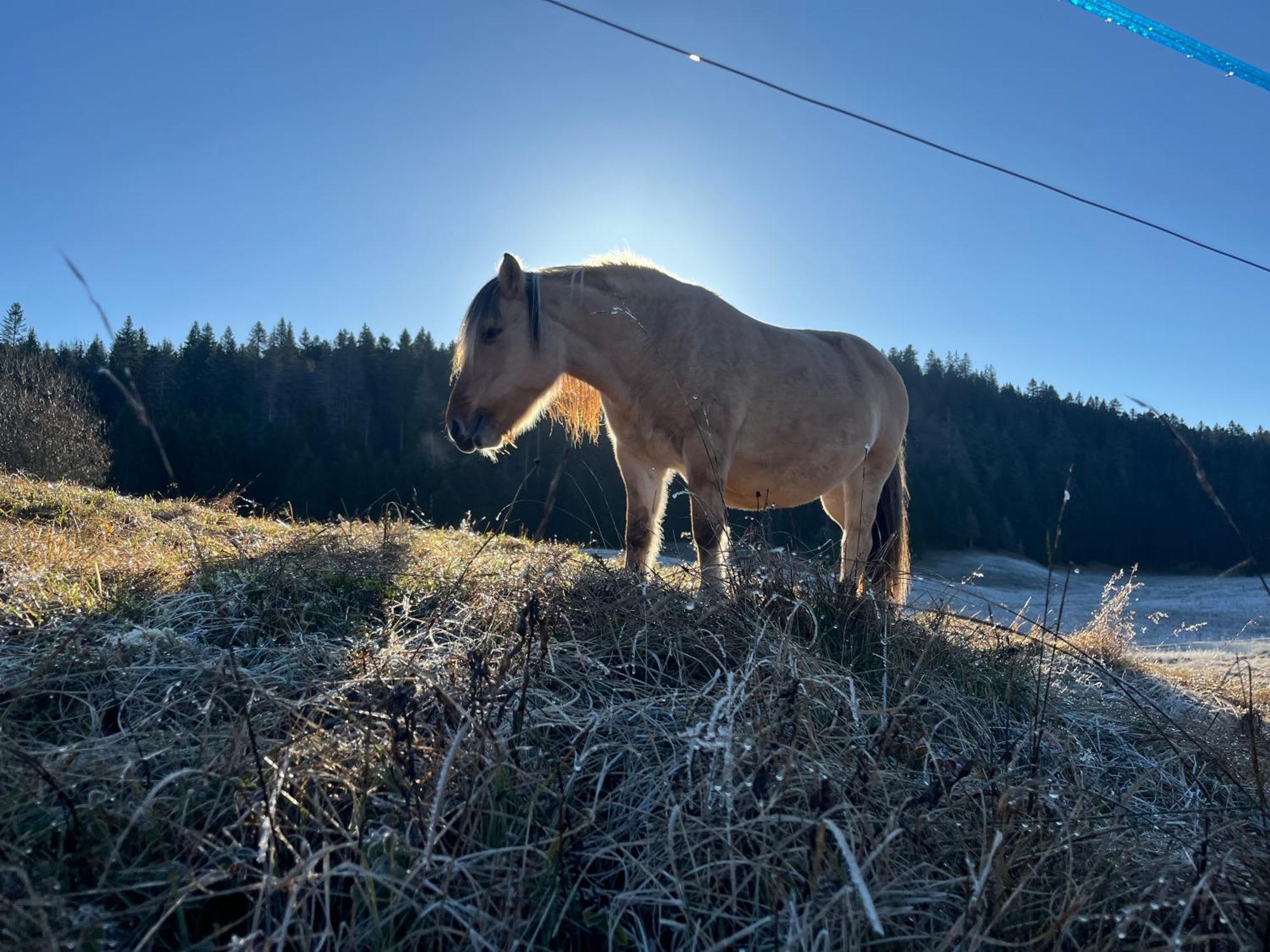 Gite Rural La Grange En Pleine Nature A La Pesse Bagian luar foto